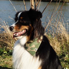 Bandana-camouflage-camou-chien-chat-style-style-de-woof-styledewoof.com